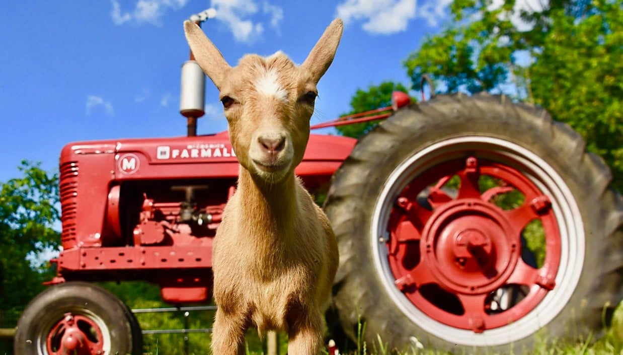 june farms reality prime video